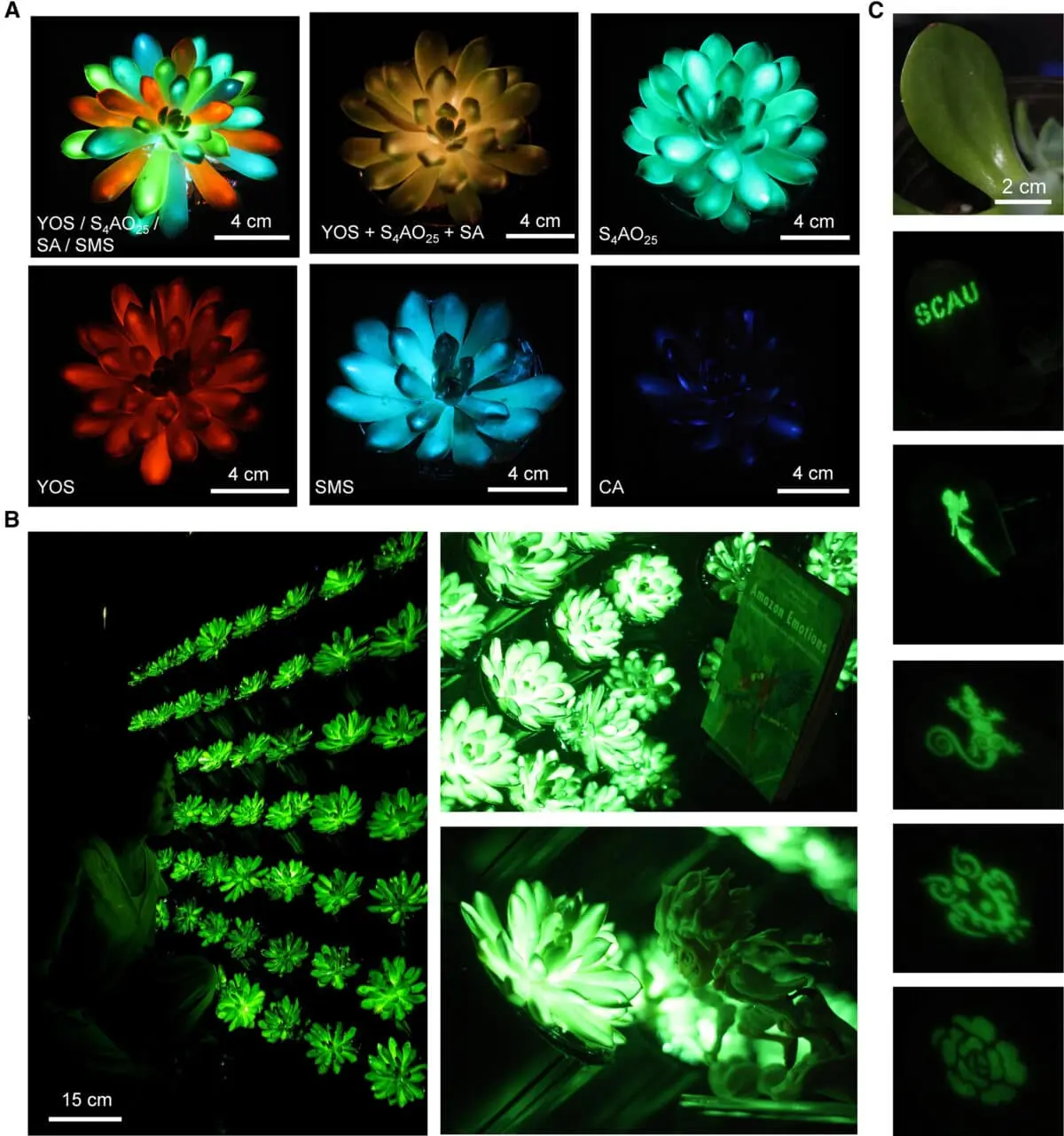 Nature’s Nightlights: Glow-in-the-Dark Succulents Could Replace Streetlamps